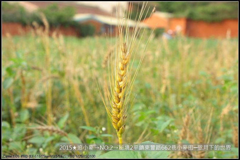 2015★追小麥→NO2→秘境2平鎮東豐路小麥田(附指示圖)_07.JPG