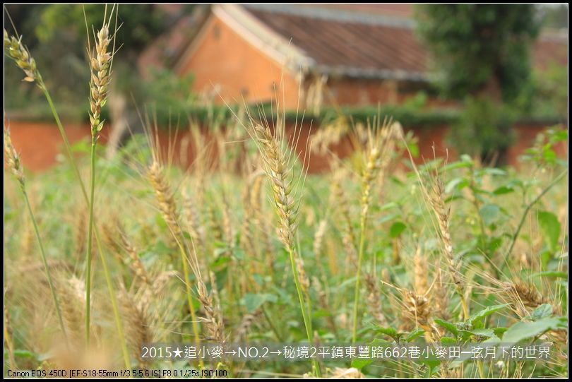 2015★追小麥→NO2→秘境2平鎮東豐路小麥田(附指示圖)_08.JPG