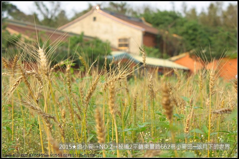 2015★追小麥→NO2→秘境2平鎮東豐路小麥田(附指示圖)_10.JPG