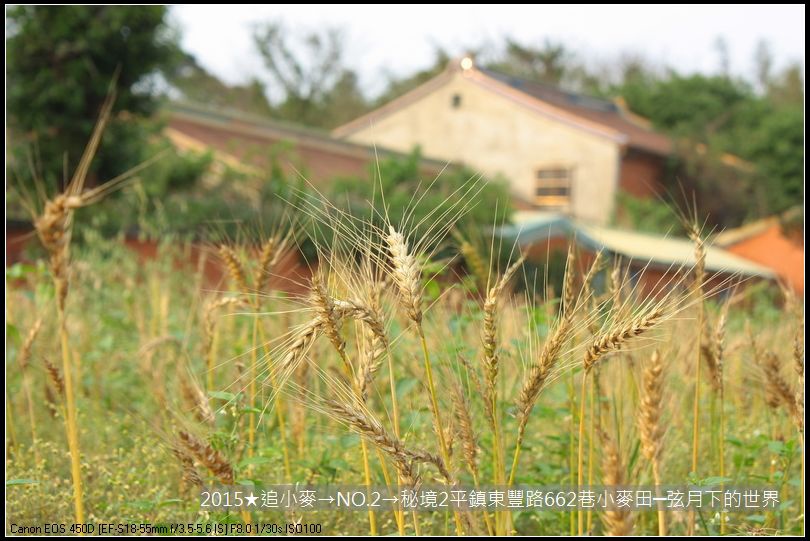 2015★追小麥→NO2→秘境2平鎮東豐路小麥田(附指示圖)_11.JPG