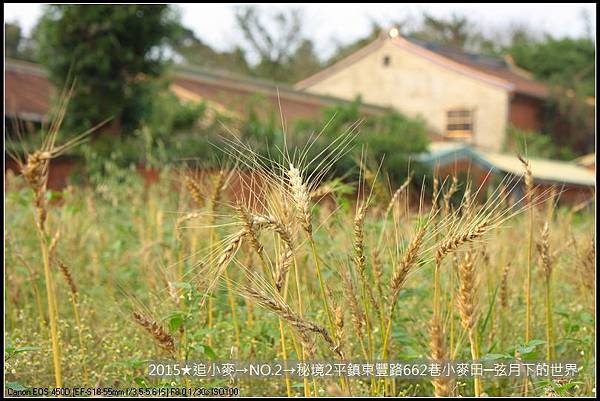 2015★追小麥→NO2→秘境2平鎮東豐路小麥田(附指示圖)_12.JPG