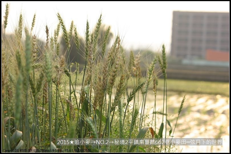 2015★追小麥→NO2→秘境2平鎮東豐路小麥田(附指示圖)_13.JPG