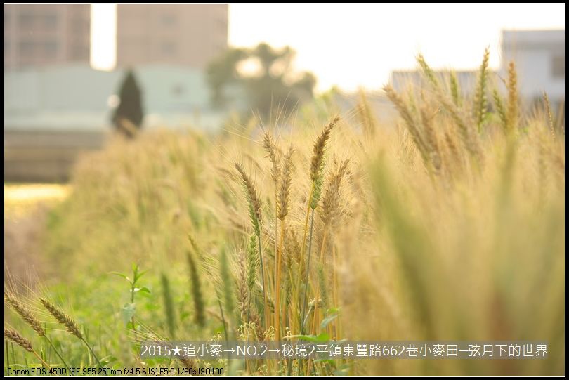 2015★追小麥→NO2→秘境2平鎮東豐路小麥田(附指示圖)_16.JPG