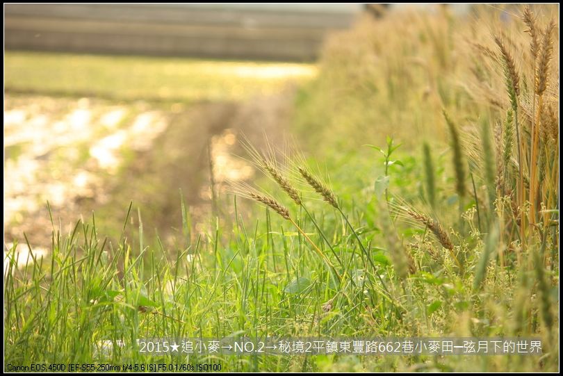 2015★追小麥→NO2→秘境2平鎮東豐路小麥田(附指示圖)_17.JPG