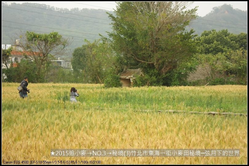 2015追小麥→NO3→秘境(3)竹北市東海一街小麥田秘境_02.JPG