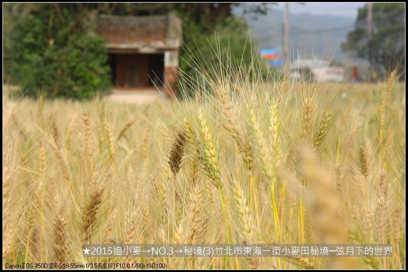 2015追小麥→NO3→秘境(3)竹北市東海一街小麥田秘境_13.JPG