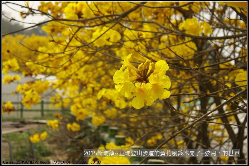 新埔鎮~巨埔登山步道的黃花風鈴木開了_02.JPG