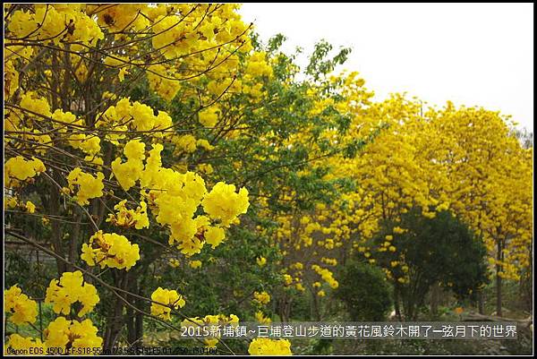 新埔鎮~巨埔登山步道的黃花風鈴木開了_08.JPG