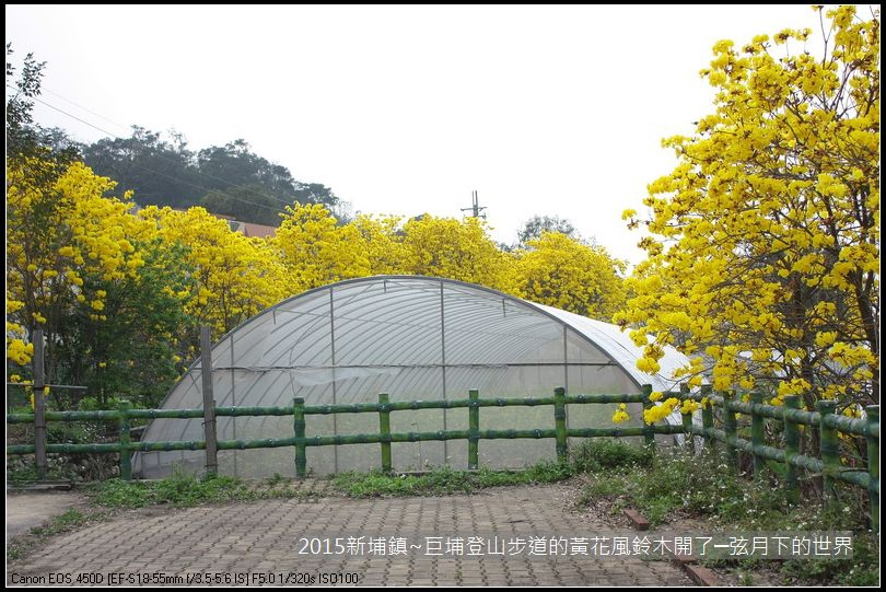 新埔鎮~巨埔登山步道的黃花風鈴木開了_11.JPG