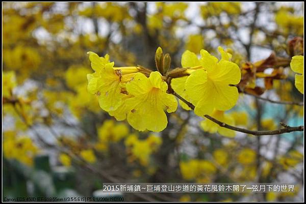 新埔鎮~巨埔登山步道的黃花風鈴木開了_13.JPG