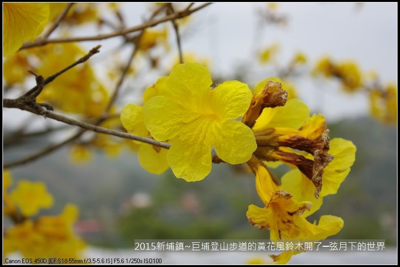 新埔鎮~巨埔登山步道的黃花風鈴木開了_14.JPG