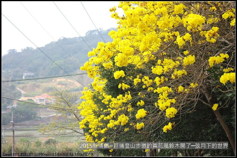 新埔鎮~巨埔登山步道的黃花風鈴木開了_18.JPG