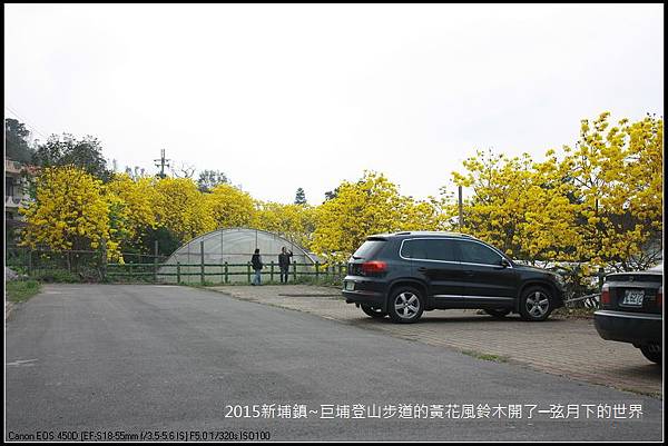 新埔鎮~巨埔登山步道的黃花風鈴木開了_20.JPG