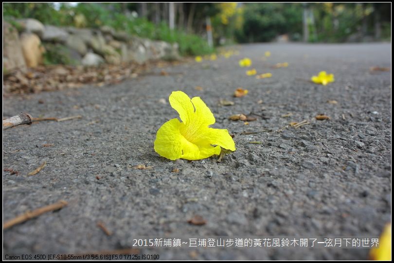 新埔鎮~巨埔登山步道的黃花風鈴木開了_22.JPG