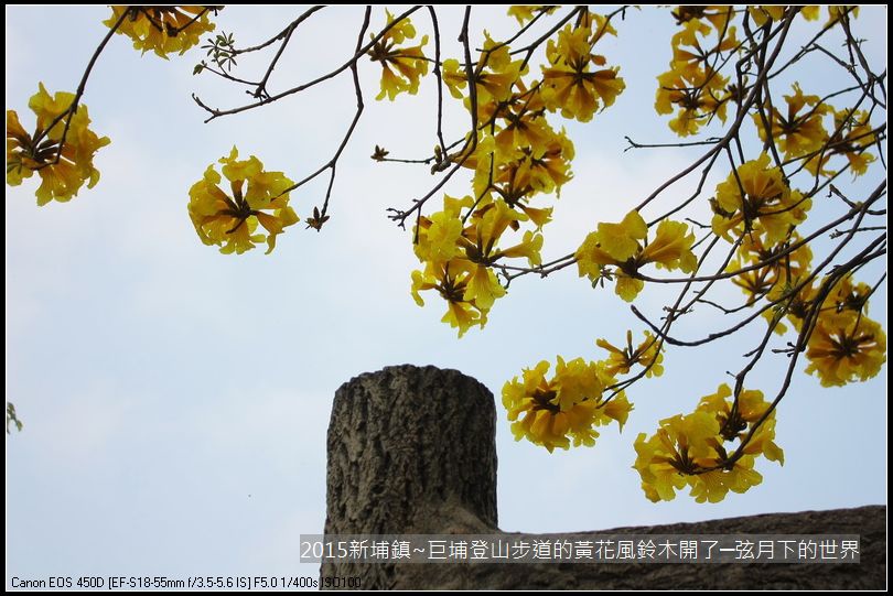 新埔鎮~巨埔登山步道的黃花風鈴木開了_24.JPG