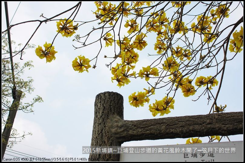 新埔鎮~巨埔登山步道的黃花風鈴木開了_25.JPG