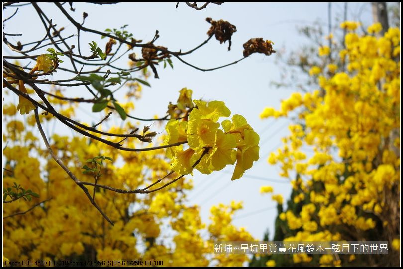 新埔~旱坑里賞黃花風鈴木_03