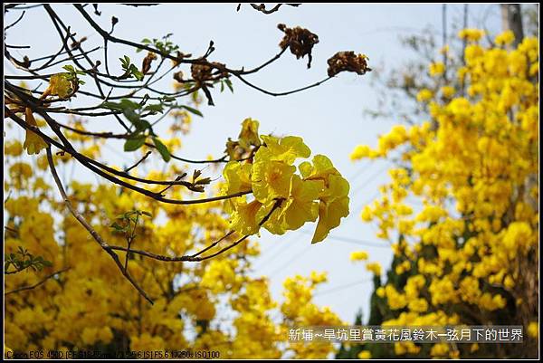新埔~旱坑里賞黃花風鈴木_03