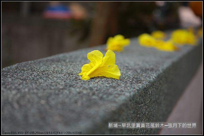 新埔~旱坑里賞黃花風鈴木_10