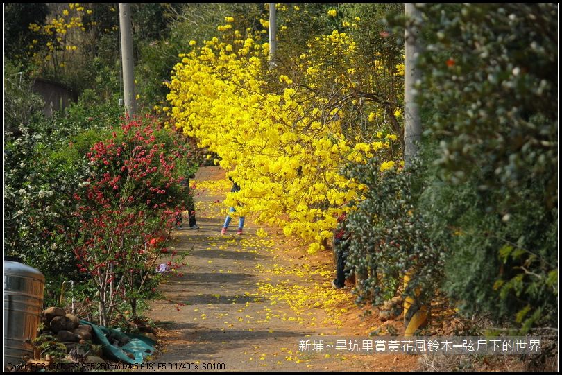 新埔~旱坑里賞黃花風鈴木_12