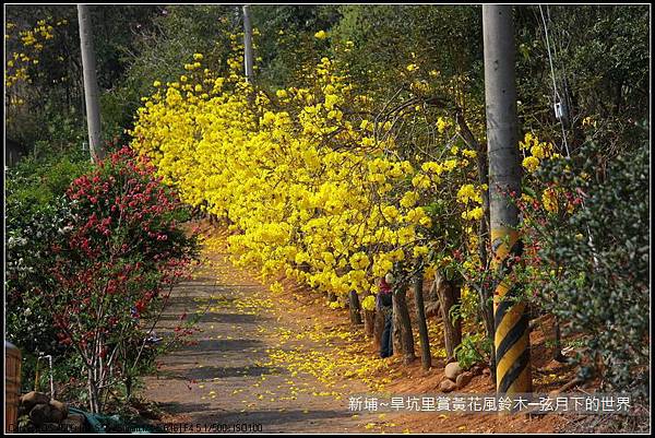 新埔~旱坑里賞黃花風鈴木_15