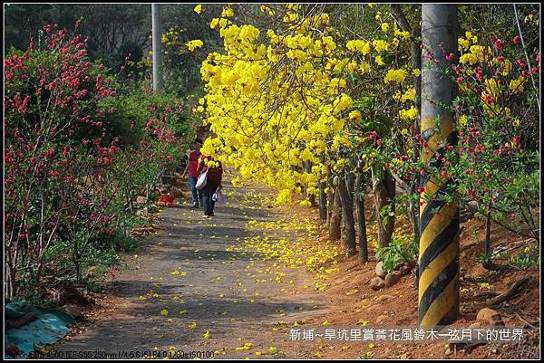 新埔~旱坑里賞黃花風鈴木_18