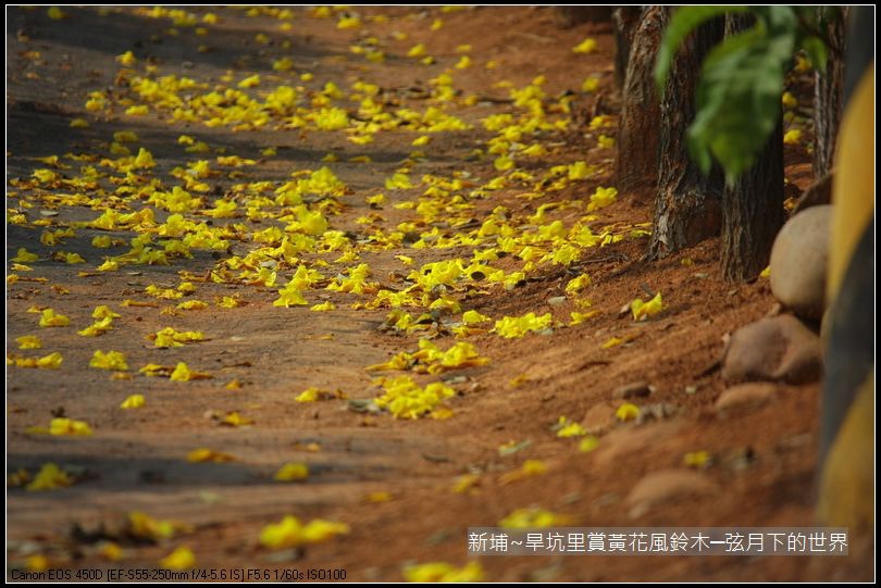 新埔~旱坑里賞黃花風鈴木_19