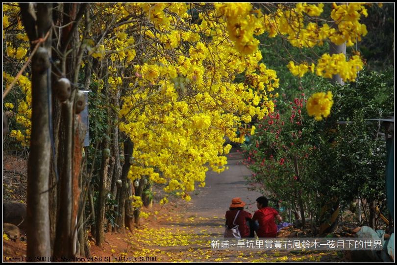 新埔~旱坑里賞黃花風鈴木_31