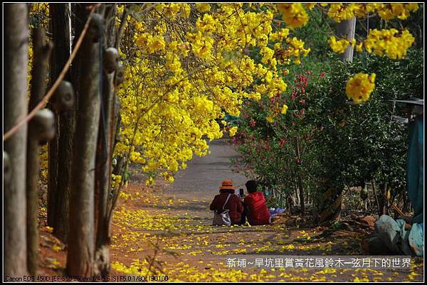 新埔~旱坑里賞黃花風鈴木_32