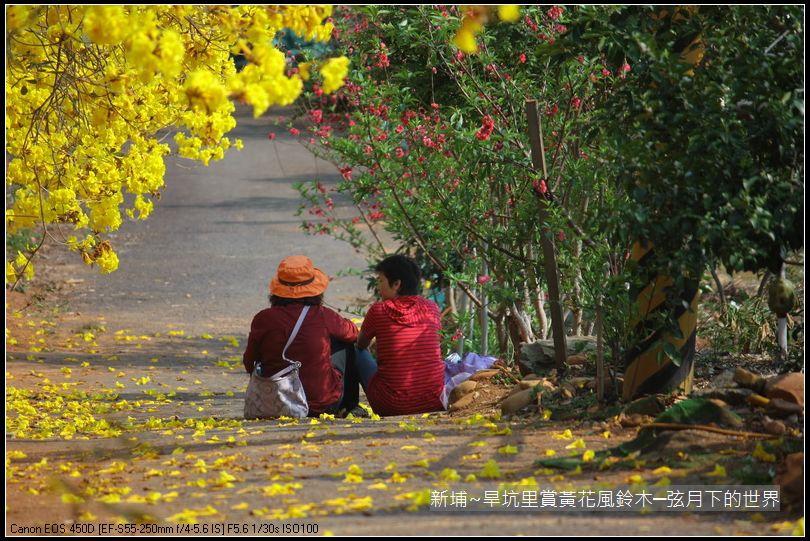 新埔~旱坑里賞黃花風鈴木_33