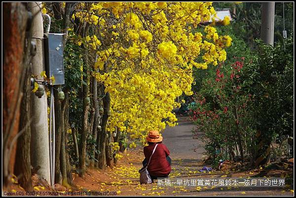 新埔~旱坑里賞黃花風鈴木_39