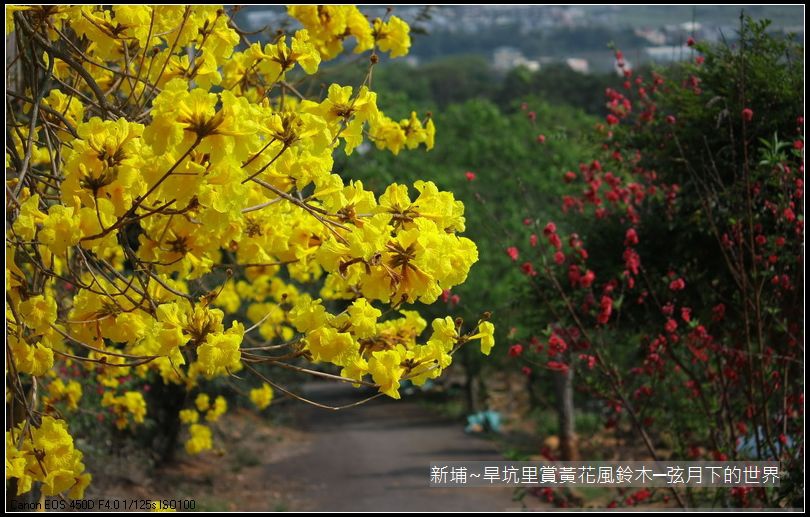 新埔~旱坑里賞黃花風鈴木_40