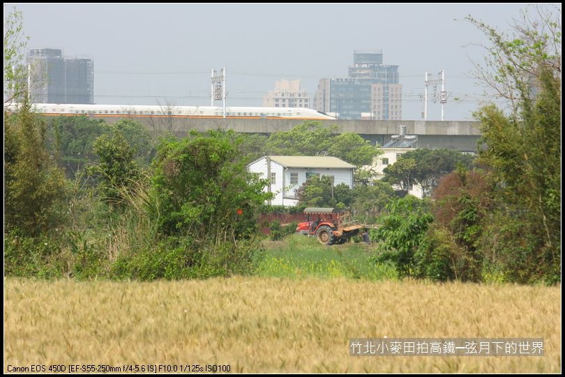 竹北小麥田拍高鐵_02