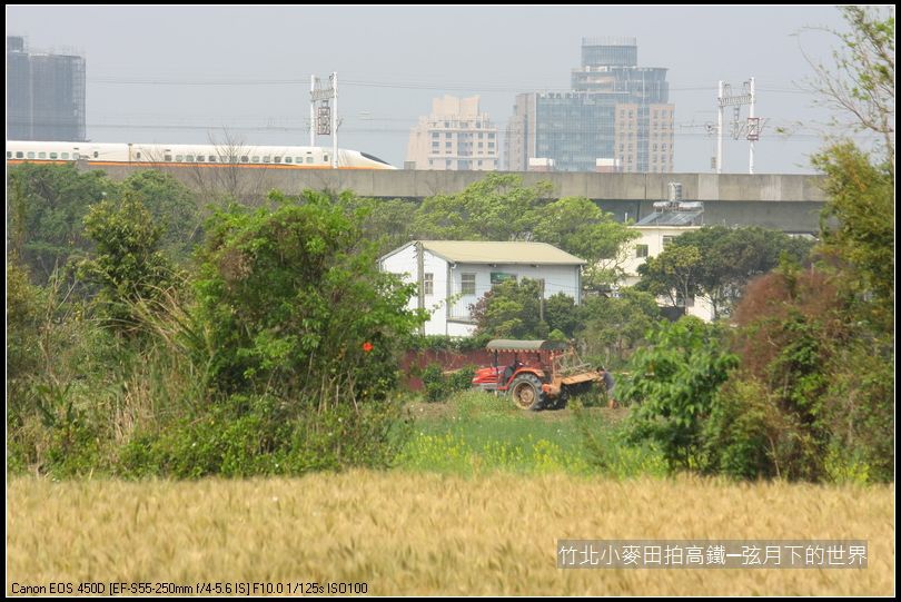 竹北小麥田拍高鐵_05