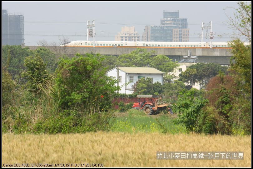 竹北小麥田拍高鐵_07