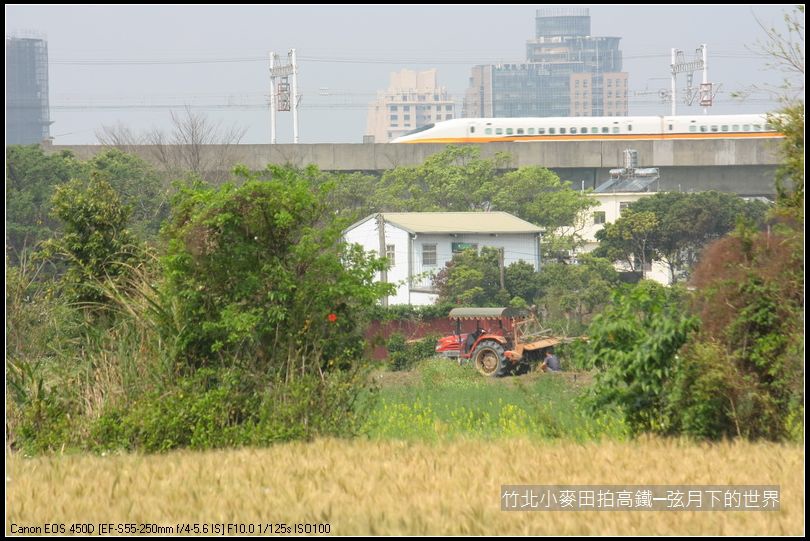 竹北小麥田拍高鐵_10