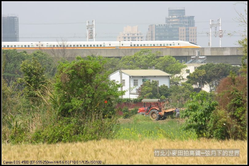 竹北小麥田拍高鐵_12