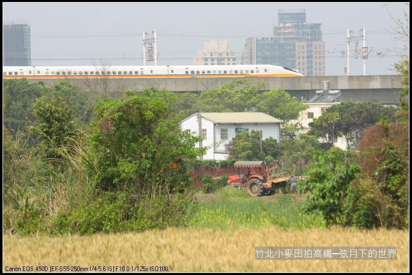 竹北小麥田拍高鐵_13