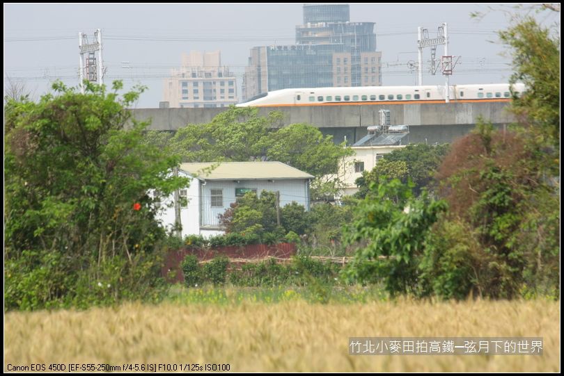 竹北小麥田拍高鐵_15