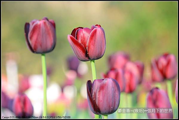 鬱金香~夜后_07.JPG