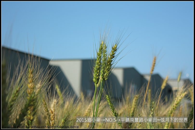 2015追小麥→NO5→平鎮南豐路小麥田_03