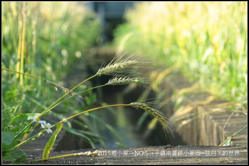 2015追小麥→NO5→平鎮南豐路小麥田_08