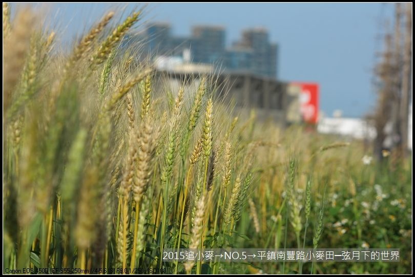 2015追小麥→NO5→平鎮南豐路小麥田_14