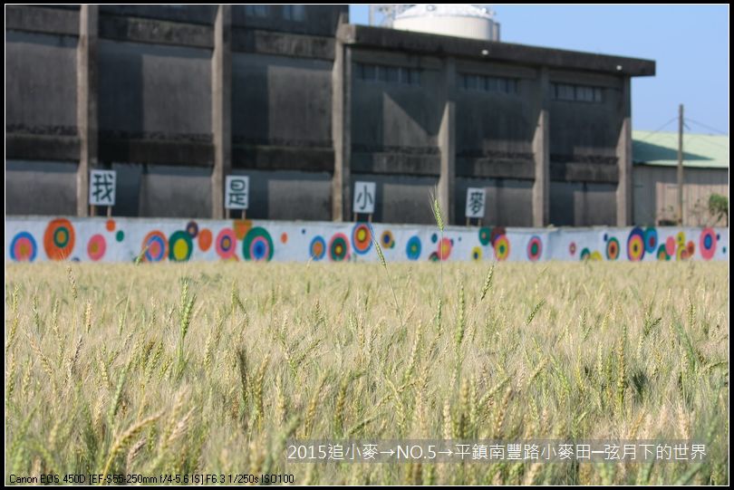 2015追小麥→NO5→平鎮南豐路小麥田_21