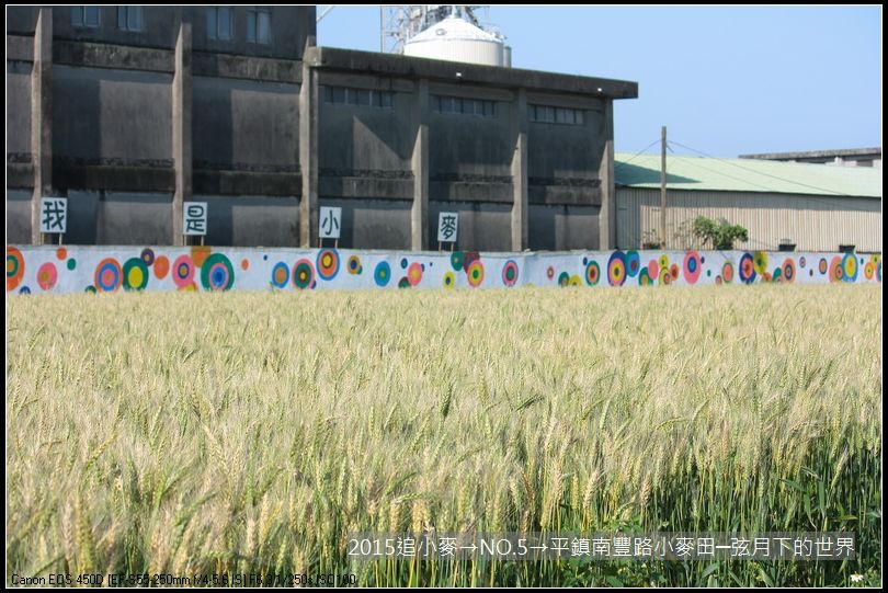 2015追小麥→NO5→平鎮南豐路小麥田_22