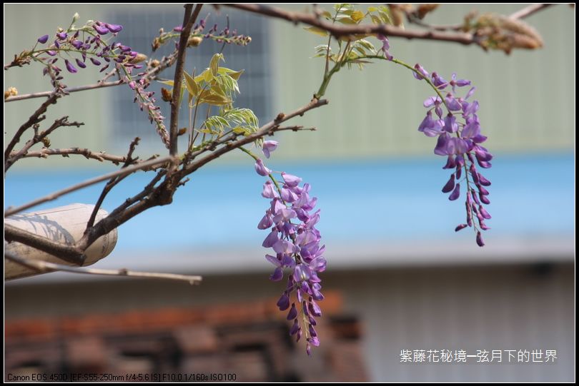 秘境~紫藤花未開_07