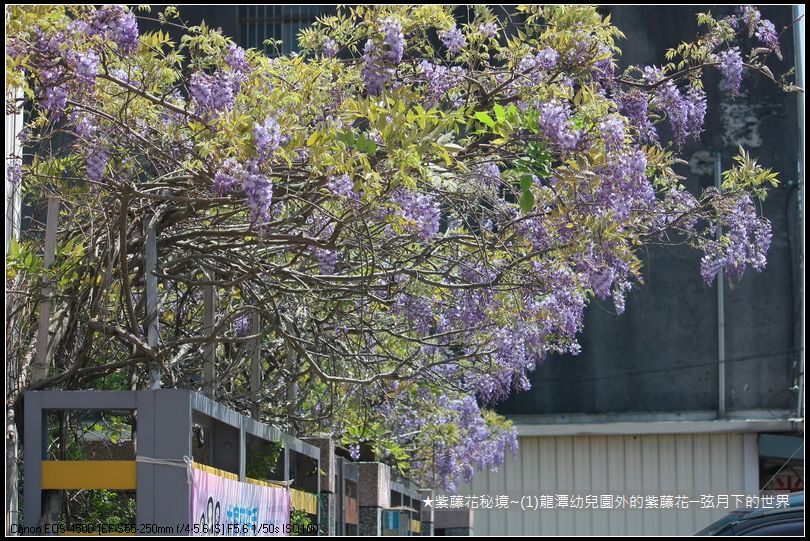 ★紫藤花秘境~(1)龍潭幼兒園外的紫藤花_02.JPG