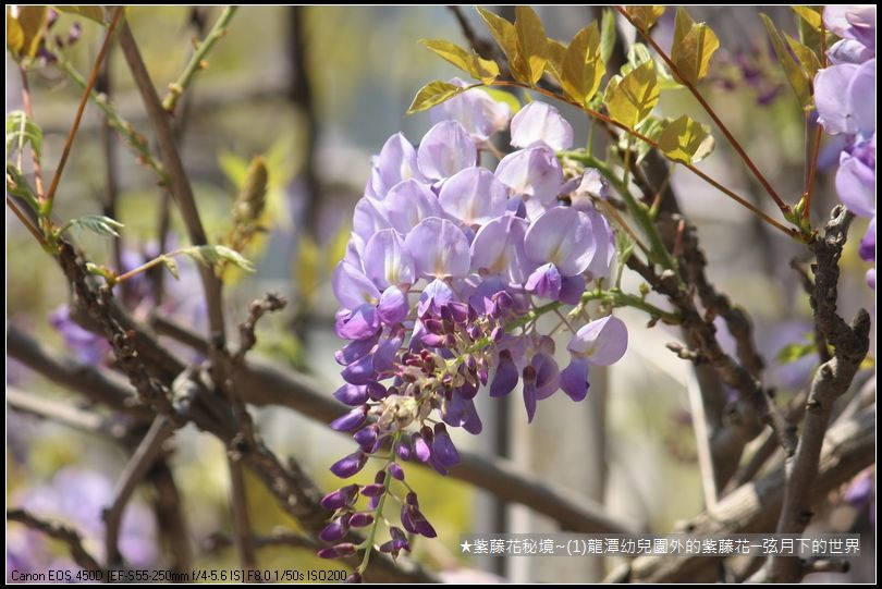 ★紫藤花秘境~(1)龍潭幼兒園外的紫藤花_09.JPG