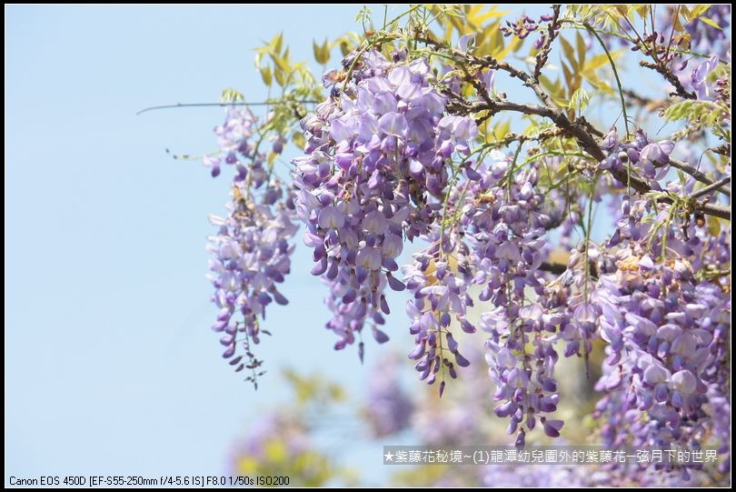 ★紫藤花秘境~(1)龍潭幼兒園外的紫藤花_11.JPG