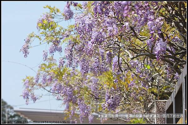 ★紫藤花秘境~(1)龍潭幼兒園外的紫藤花_15.JPG